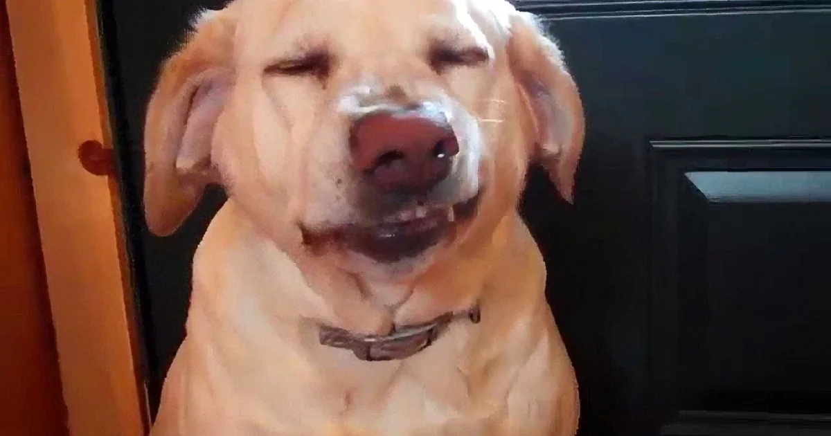 A golden retriever dog is smiling with its eyes closed and mouth open, appearing happy.