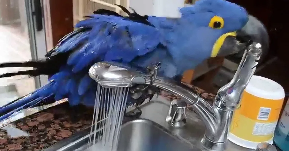 A blue parrot perches on a kitchen faucet, drinking water from the stream.