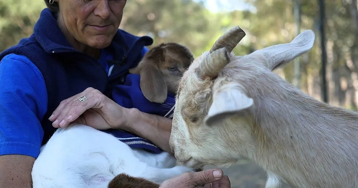 A person holds a baby goat, while another goat nuzzles their hand.