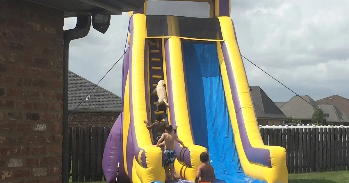 A large inflatable slide with a dog climbing up the steps and children at the bottom.
