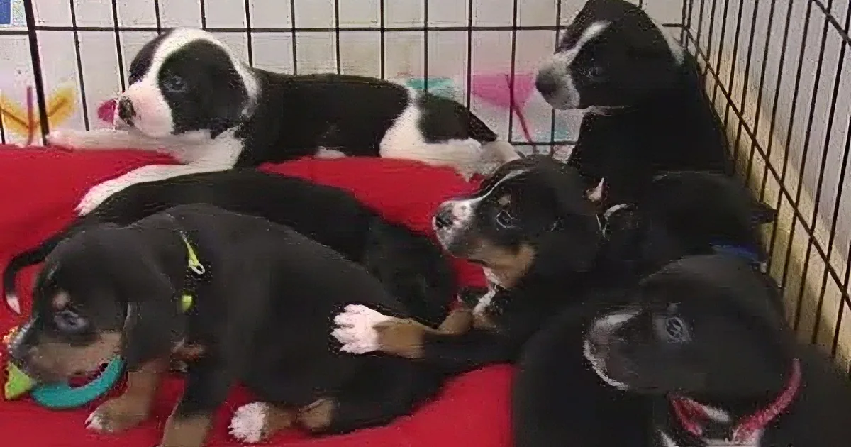 Six adorable black and white puppies with blue eyes are resting together in a red bed inside a cage.