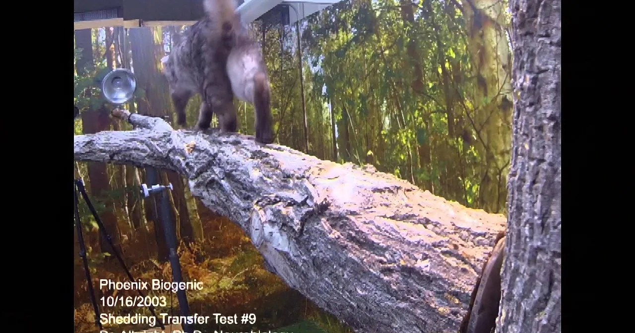 A cat stands on a tree branch, surrounded by forest, with a camera setup visible.