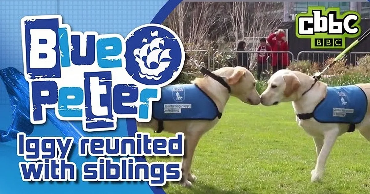 A dog wearing a blue vest stands on grass, with another dog in the background, both appearing to be part of a reunion.