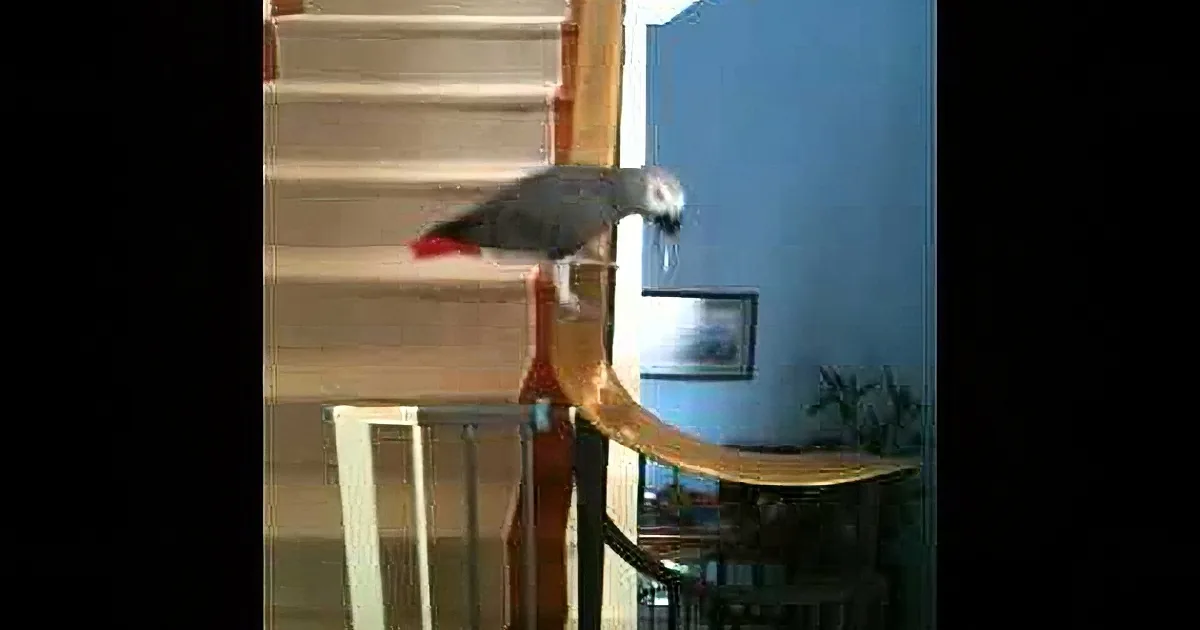 A parrot perches on a wooden railing near a staircase, with a blue wall and framed picture in the background.