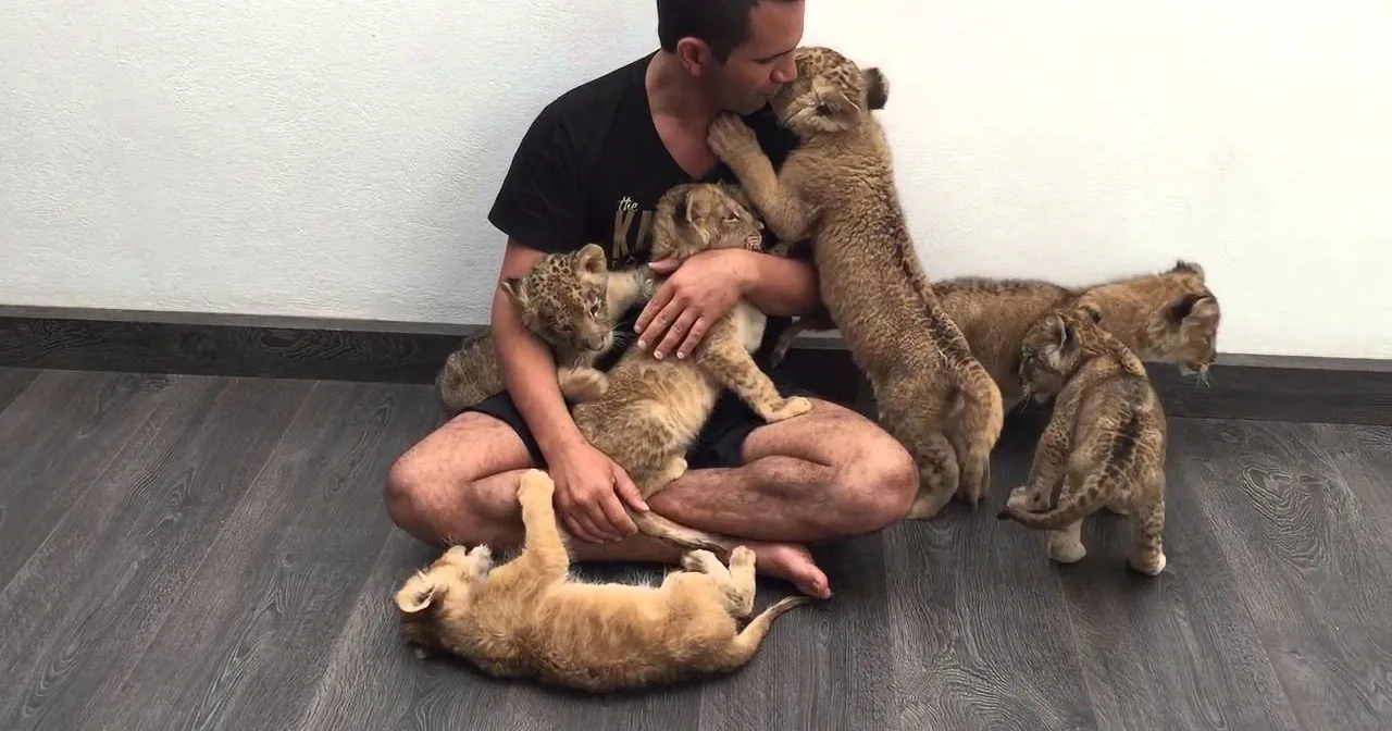 A man is sitting on the floor surrounded by playful lion cubs, interacting with them affectionately.