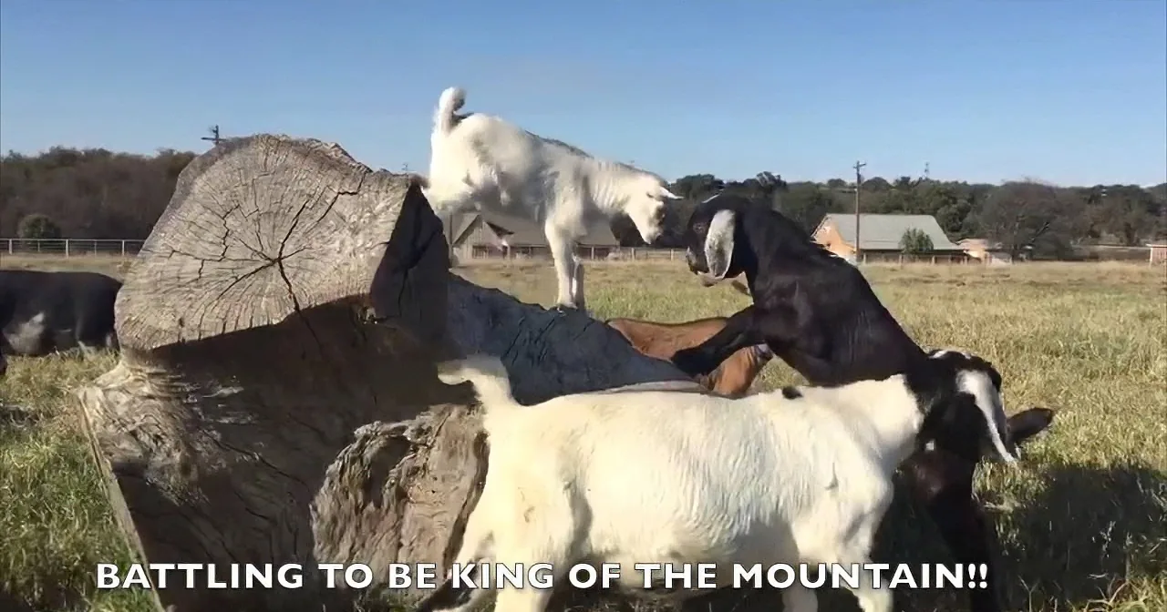 Two goats are competing on a log in a field, with one climbing and the other standing below.