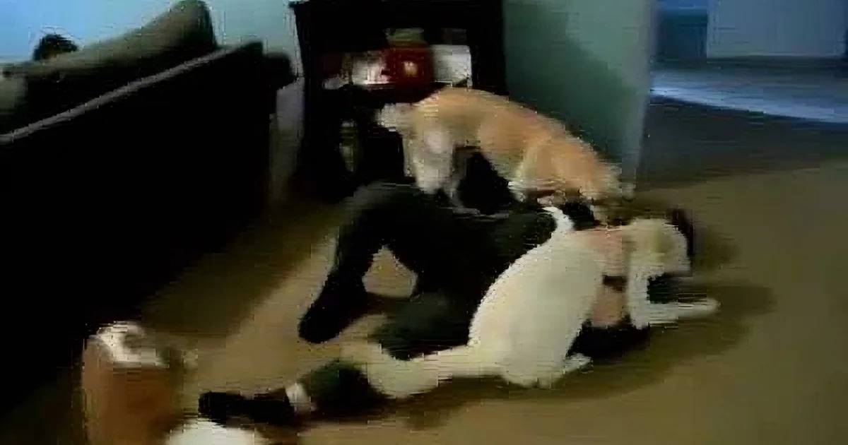 A dog is playfully interacting with a cat on a wooden floor, surrounded by furniture.