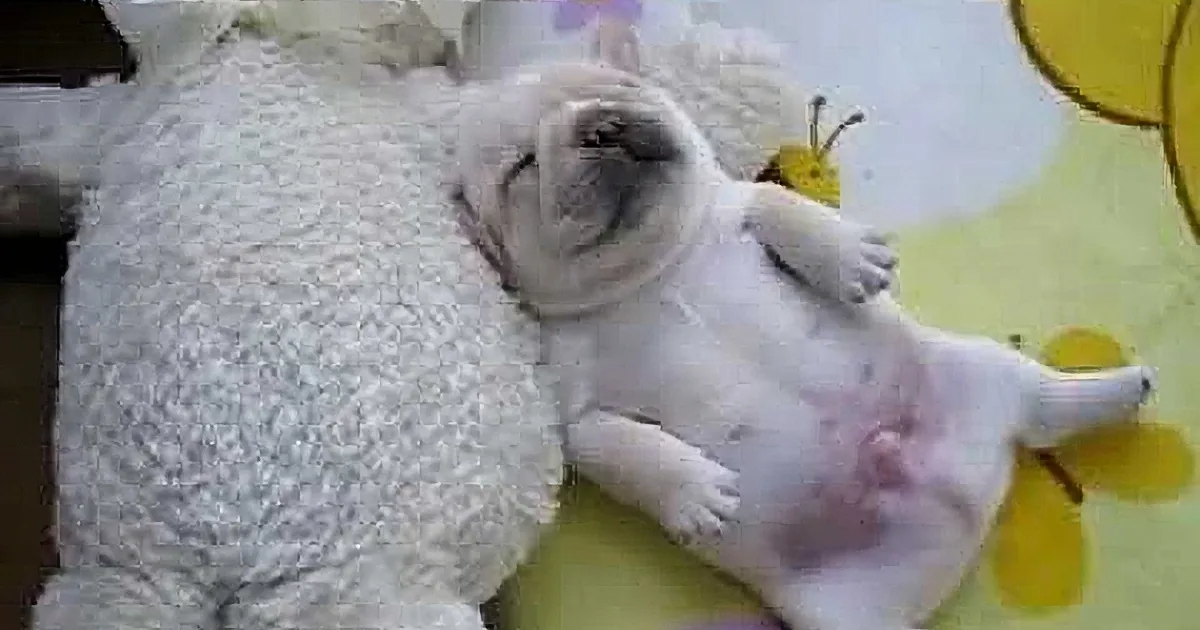 A cute white puppy is sleeping peacefully on a fluffy white blanket with a yellow and purple background.