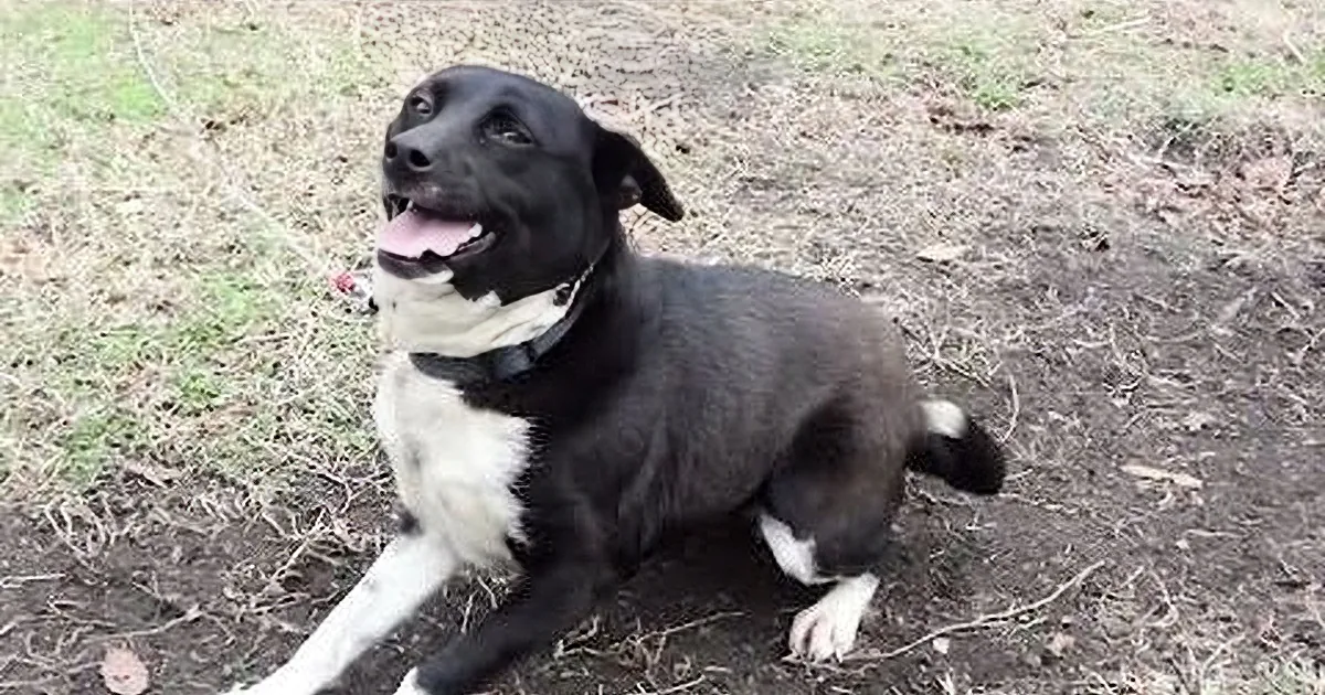 A happy black and white dog with a black collar sits on grass, looking up with its tongue out.