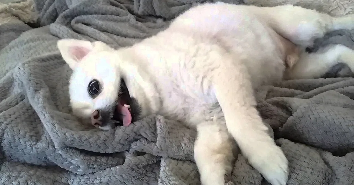 A white cat with big eyes and a pink tongue is lying on a gray blanket, looking up.