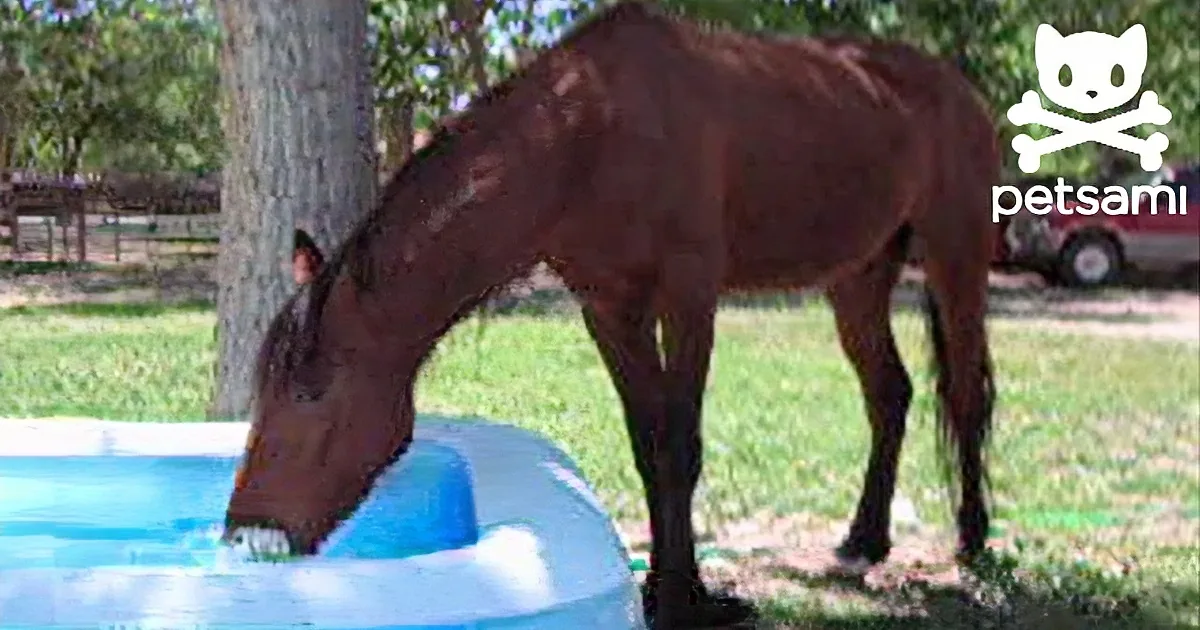 A horse is drinking from a blue plastic container in a grassy area with trees and a car in the background.