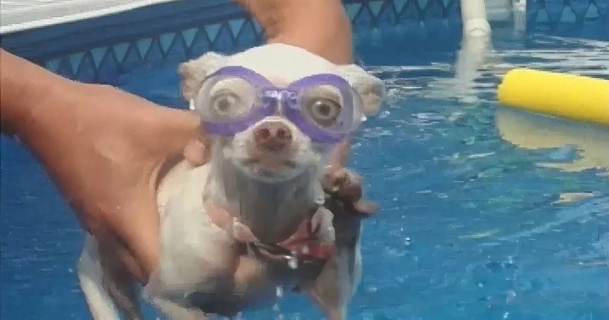 A small dog wearing goggles is being held above a pool by a person.