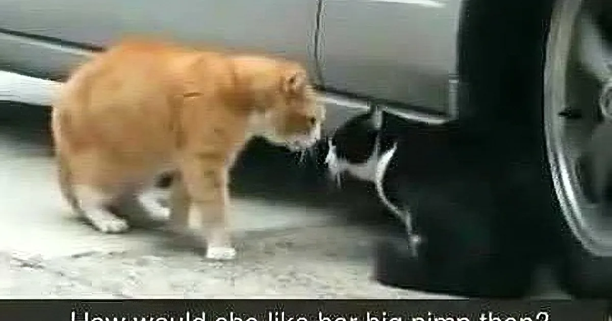 An orange cat stands near a car, sniffing the ground, with a black-and-white cat partially visible behind it.