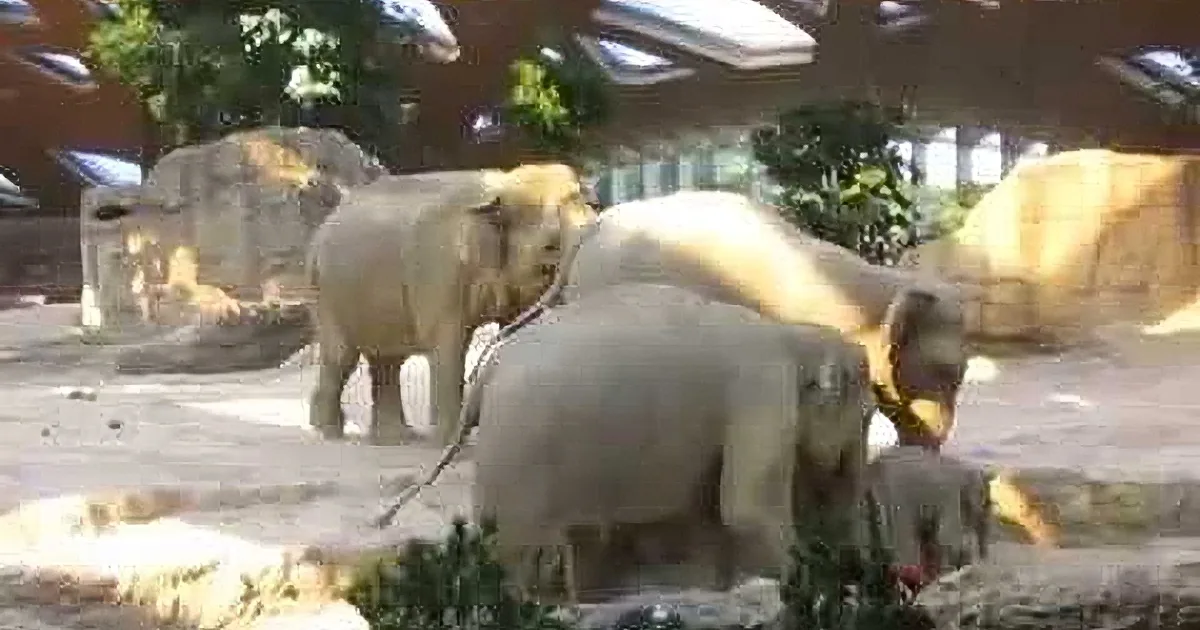 Elephants are interacting in a zoo enclosure with rocks and trees in the background.