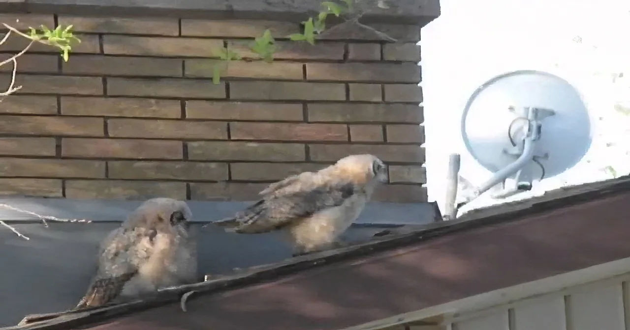 Two birds, possibly falcons, are perched on a roof near a satellite dish and brick wall.