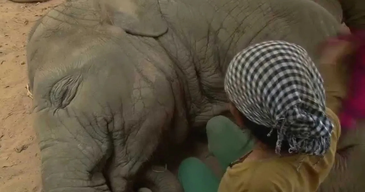 He Sees Her Sing for This Elephant and Starts Filming