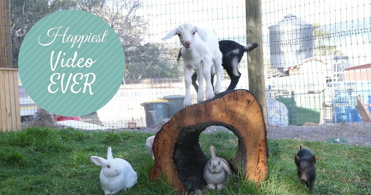 A white goat stands on a log, surrounded by rabbits and a fence, with a "Happiest Video EVER" text overlay.