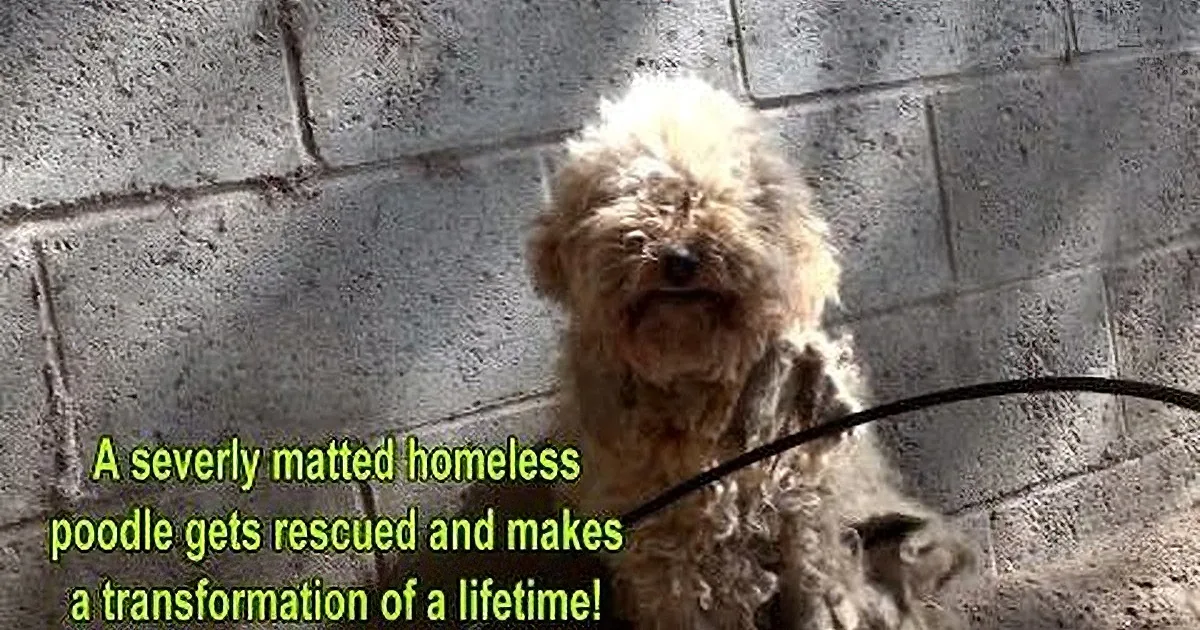 A fluffy, matted dog, likely a poodle mix, stands against a concrete wall, rescued and in need of a life transformation.