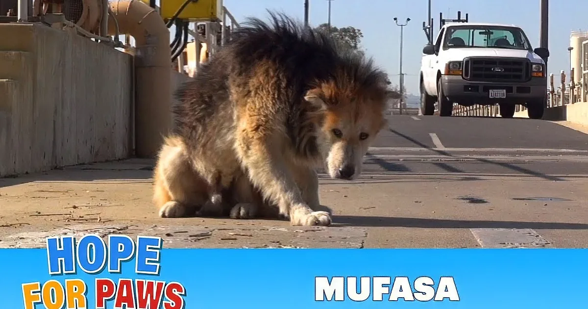 A dog with a leash is being petted on its head while eating a piece of food.