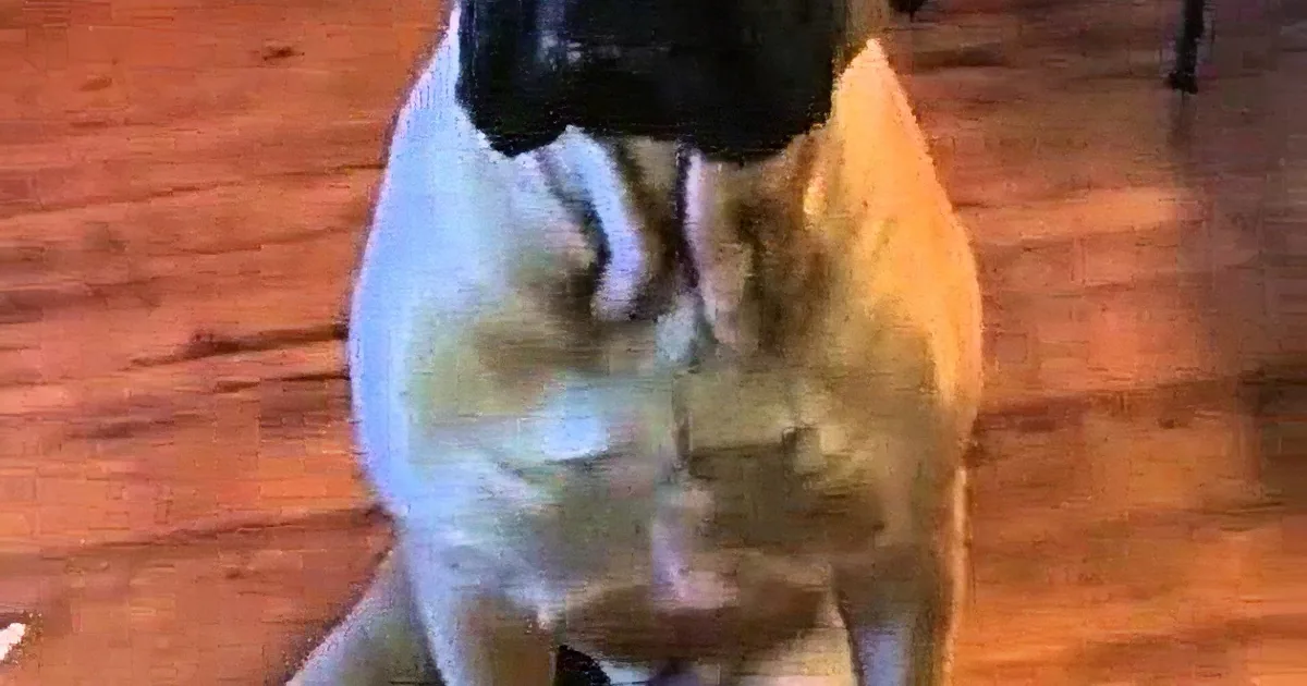 A dog is sitting on a wooden floor, wearing a black jacket, with its head down and ears perked up.