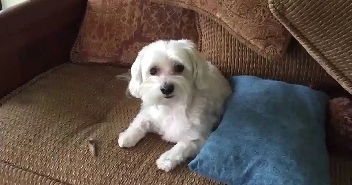 A fluffy white dog rests on a brown couch with a blue blanket, looking directly at the camera.