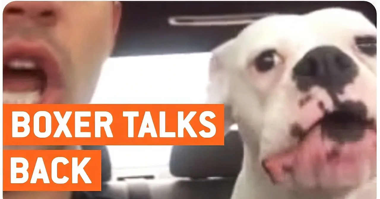 A white dog with a black nose and pink tongue looks at a person with an open mouth, text says "DADY TALKS BACK".
