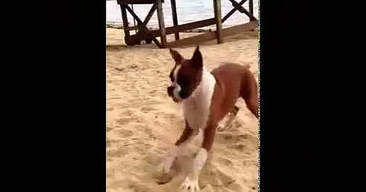 A brown and white dog stands on sandy beach, looking alert and curious.