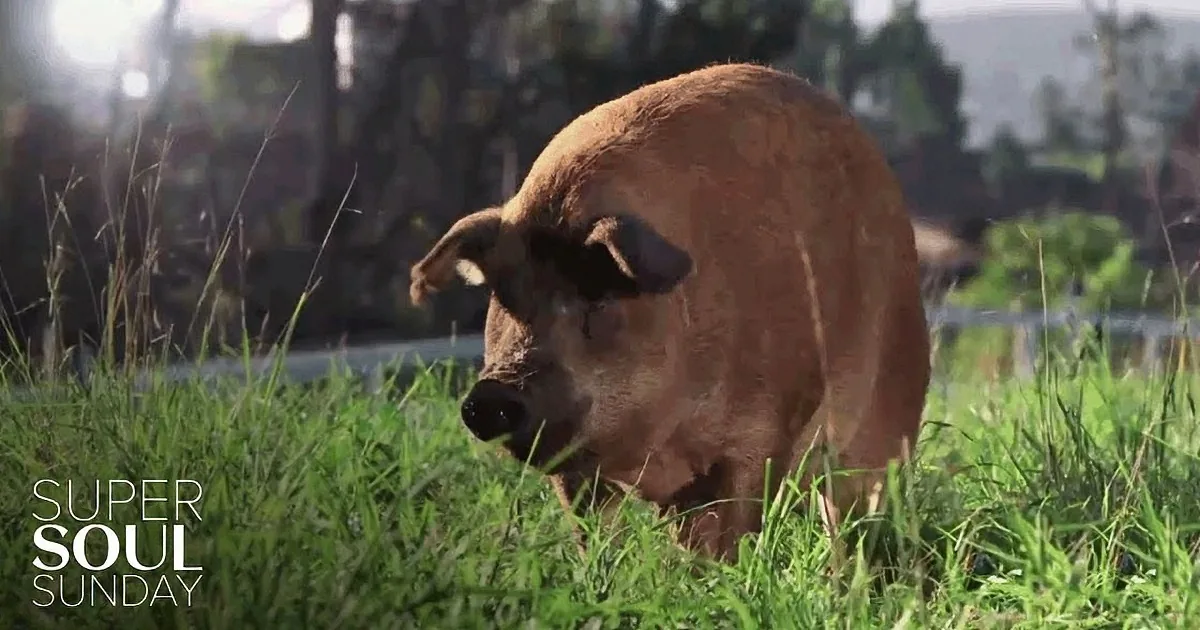 A brown pig grazes in a grassy field with a blurred background.