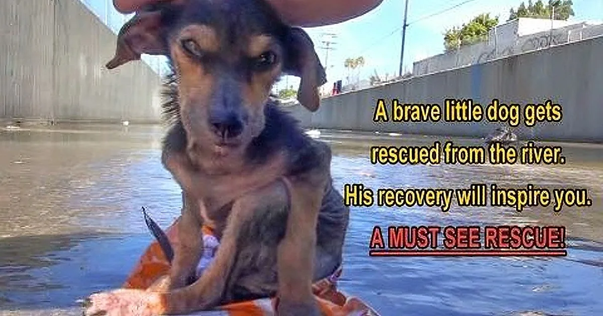 A dog, rescued from a river, sits in an orange life vest, looking up with a hopeful expression.