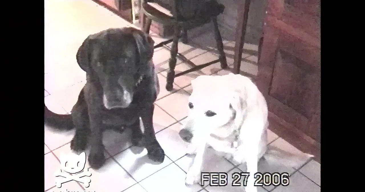 Two dogs, one black and one white, sit on a tiled floor, facing the camera.
