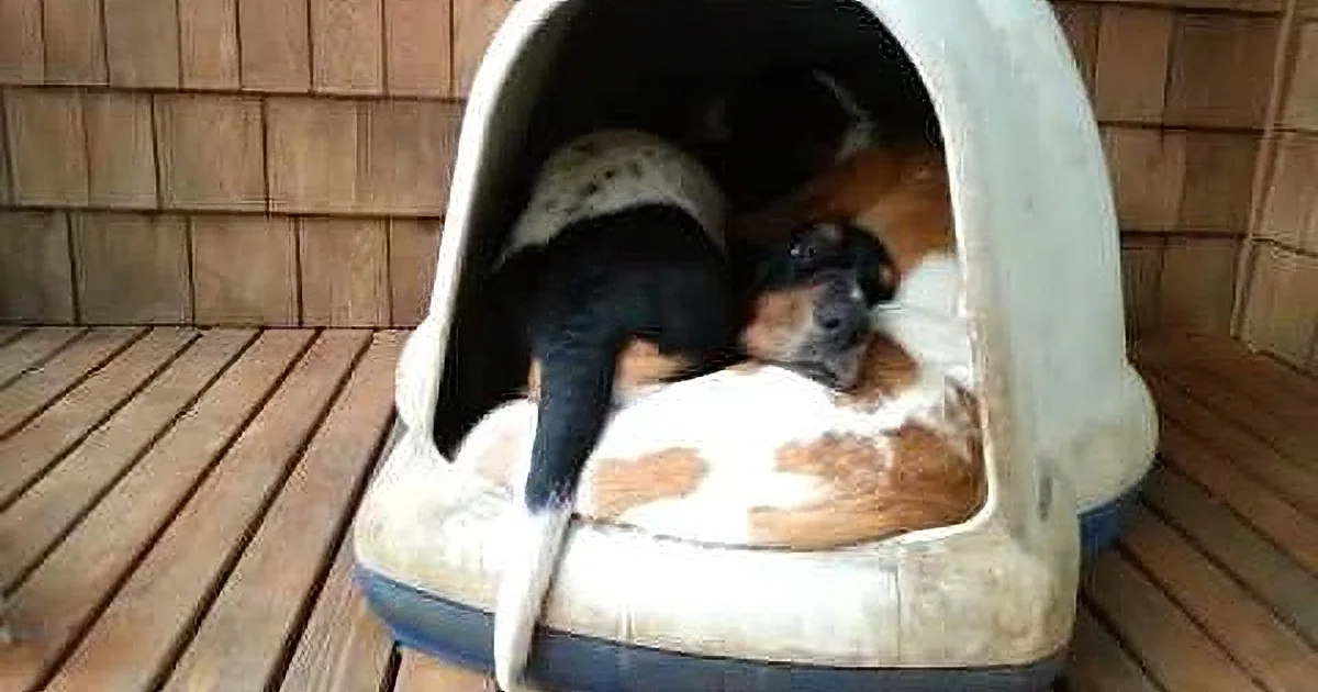 A dog is curled up inside a cozy, cushioned pet bed on a wooden deck.