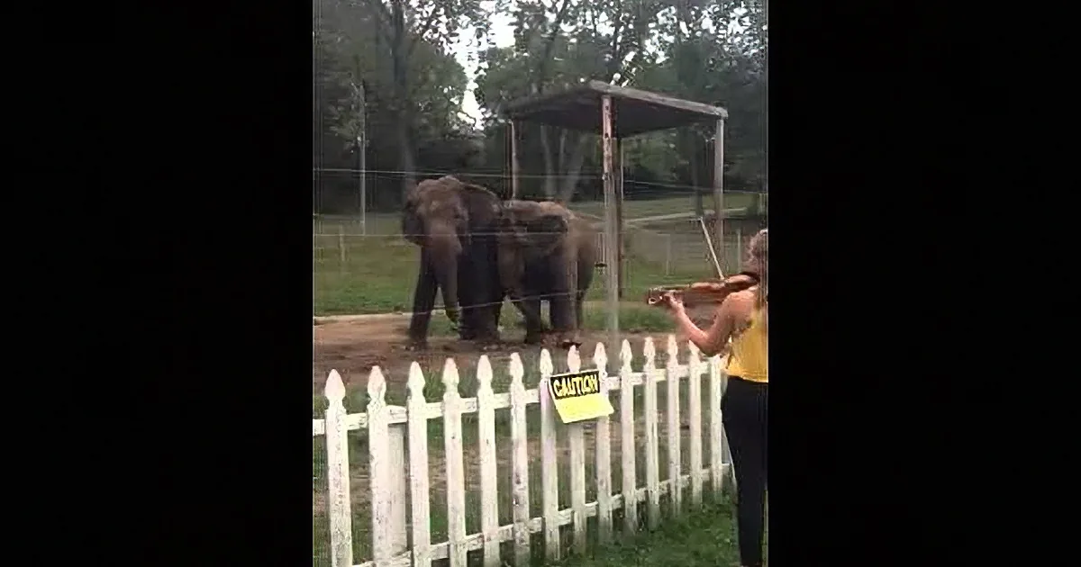 A woman plays violin near elephants behind a white picket fence in a grassy area.