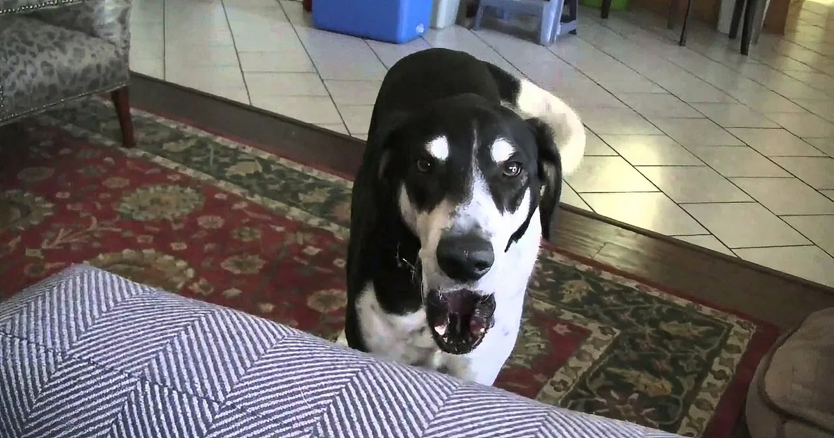 A black and white dog with a white stripe down its face stands on a patterned rug, looking directly at the camera.