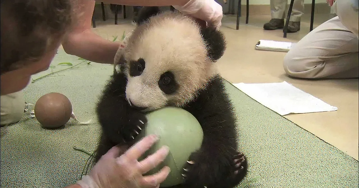 A panda cub is being examined by a person wearing gloves, with a green object in its mouth.