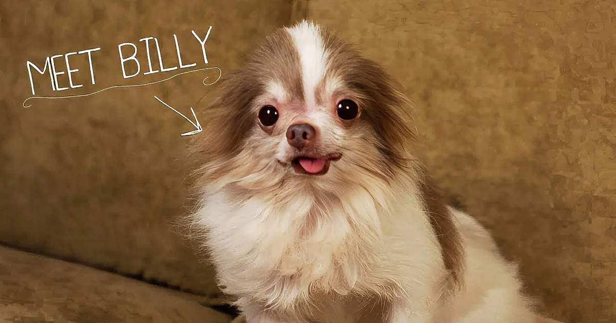 A fluffy dog with a white and brown coat sits on a brown couch, looking happy and playful.