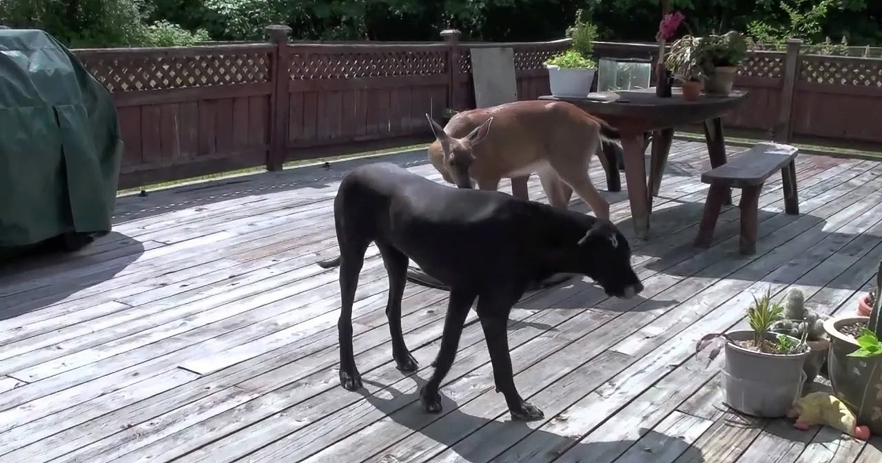 That Dog Has a Very Special Friend, but Wait Till You See Who It Is