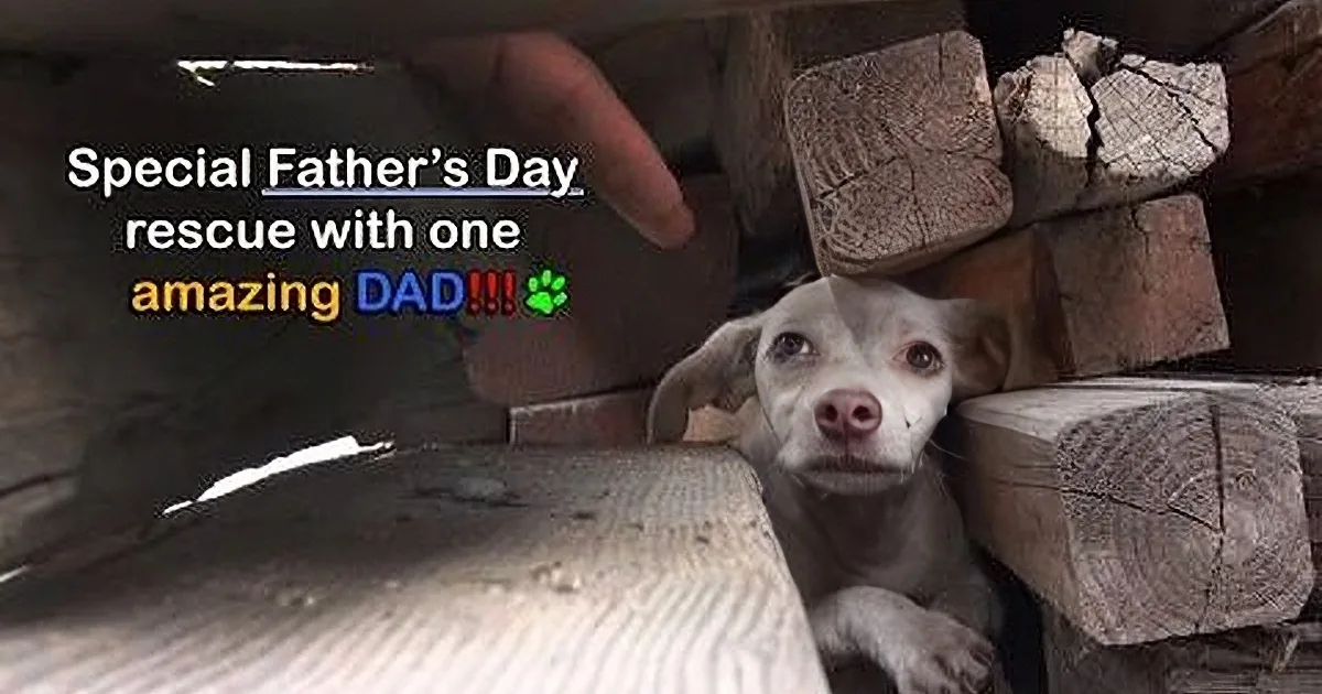 A dog peers out from a wooden structure, with text overlay about a special Father's Day rescue.