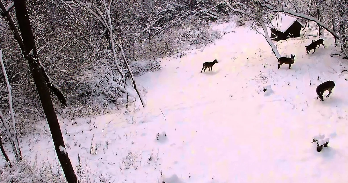 Deer forage in a snowy forest near a small structure.