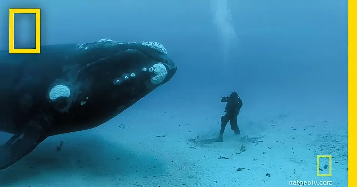 A diver observes a large whale swimming close to the ocean floor.