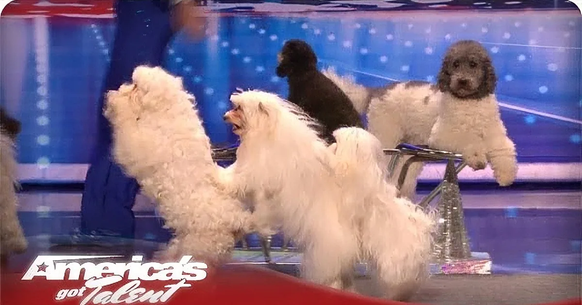 Four fluffy dogs, including a black one, stand on a stage with a red and blue backdrop.
