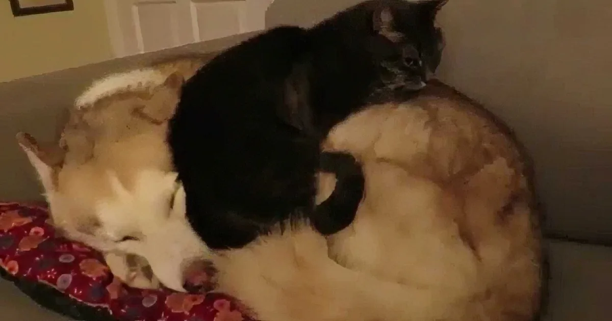 Dog Was Relaxing on the Couch When This Visitor Dropped by to Surprise Him