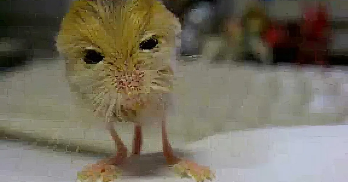 A wet, light brown hamster with a pink nose stands on a white surface, looking slightly to the right.