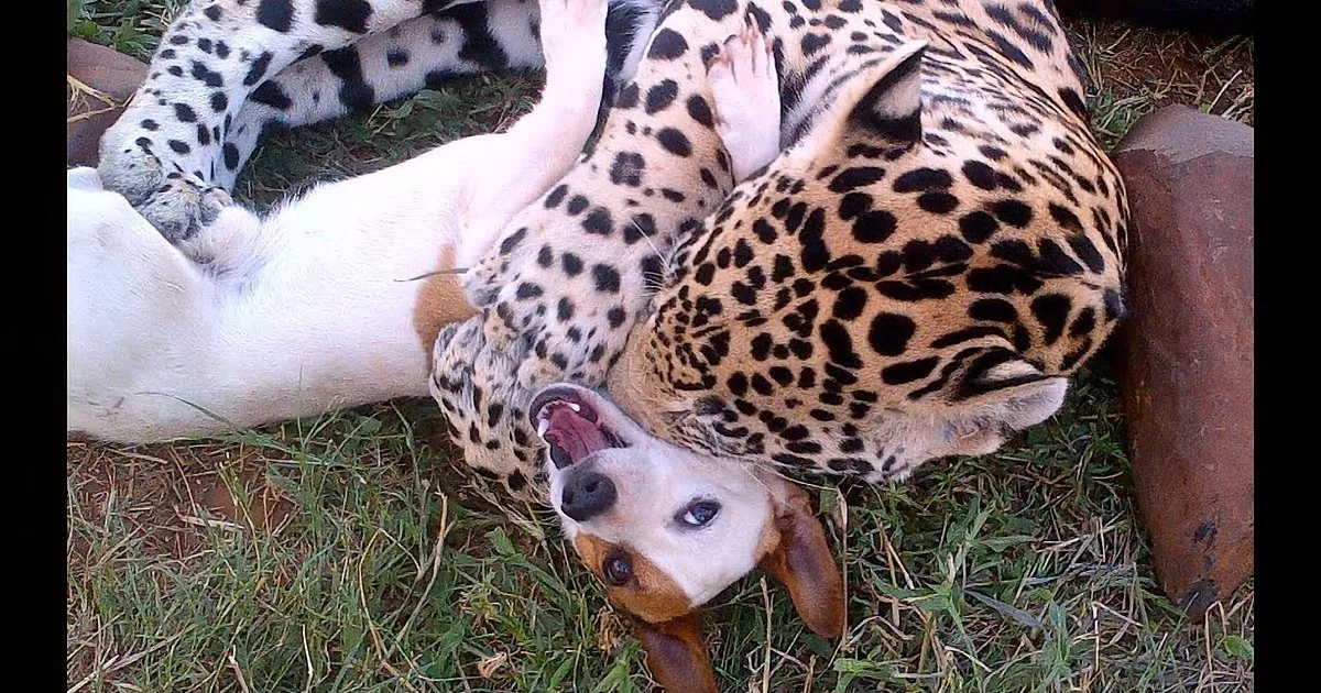A dog and a jaguar are lying on the grass, appearing relaxed and close together.