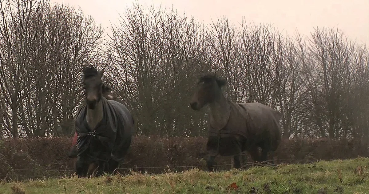 Horses wearing dark blankets stand in a grassy field with bare trees in the background.
