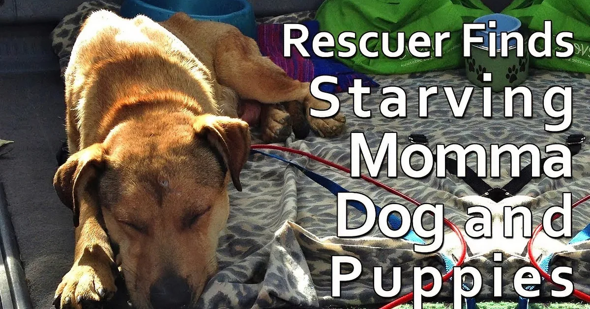A dog is nursing her puppies, with text overlay about rescuing a starving momma dog and her litter.