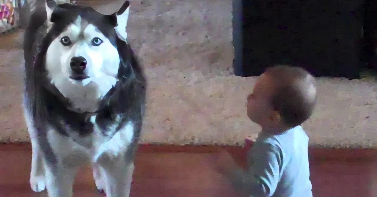 A husky dog stands alertly as a child sits on the floor, both in a cozy indoor setting.