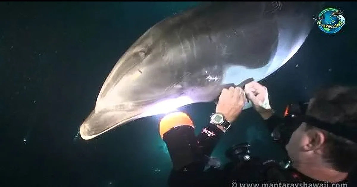A dolphin is being petted by a person underwater, with a crowd watching in the background.