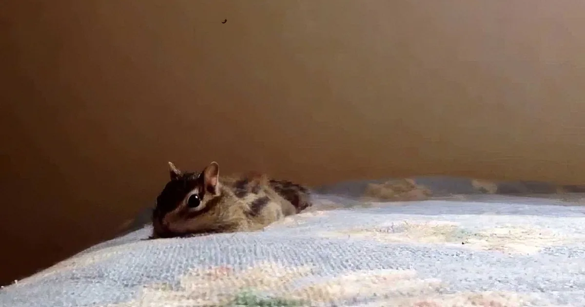 A chipmunk with striped fur is peeking out from under a bed, looking curious.