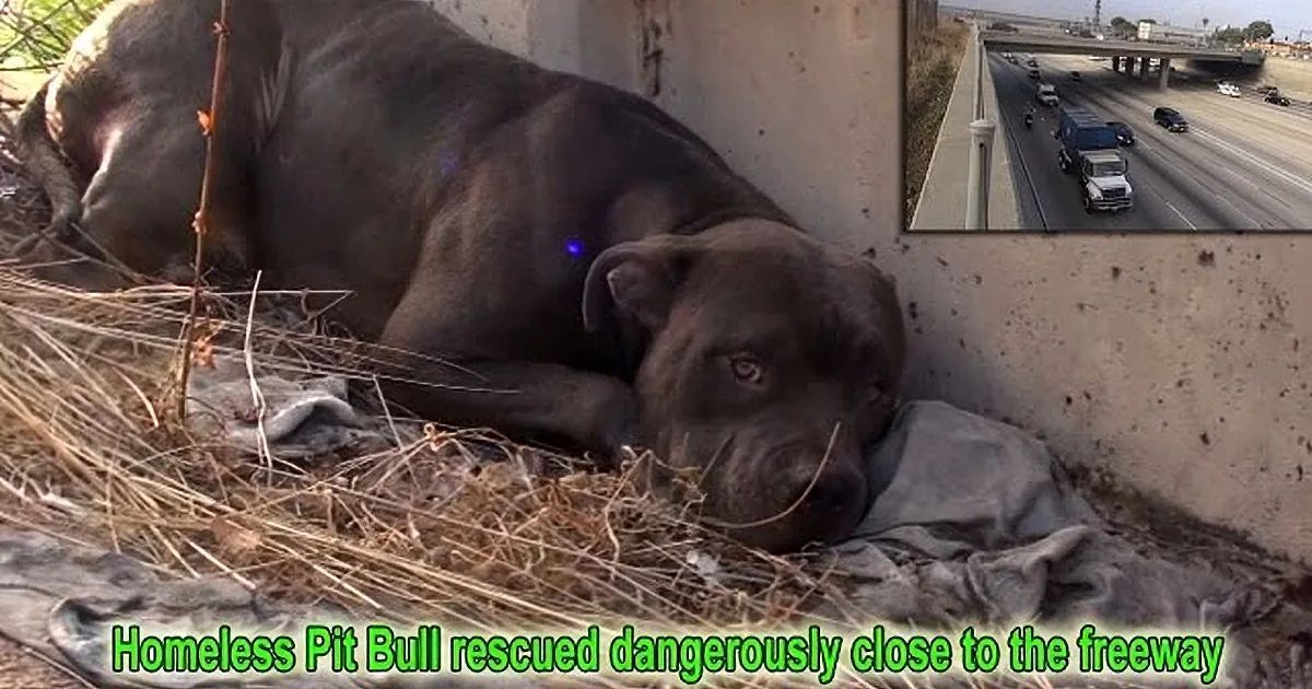 A homeless Pit Bull lies on the ground near a highway, rescued from danger.