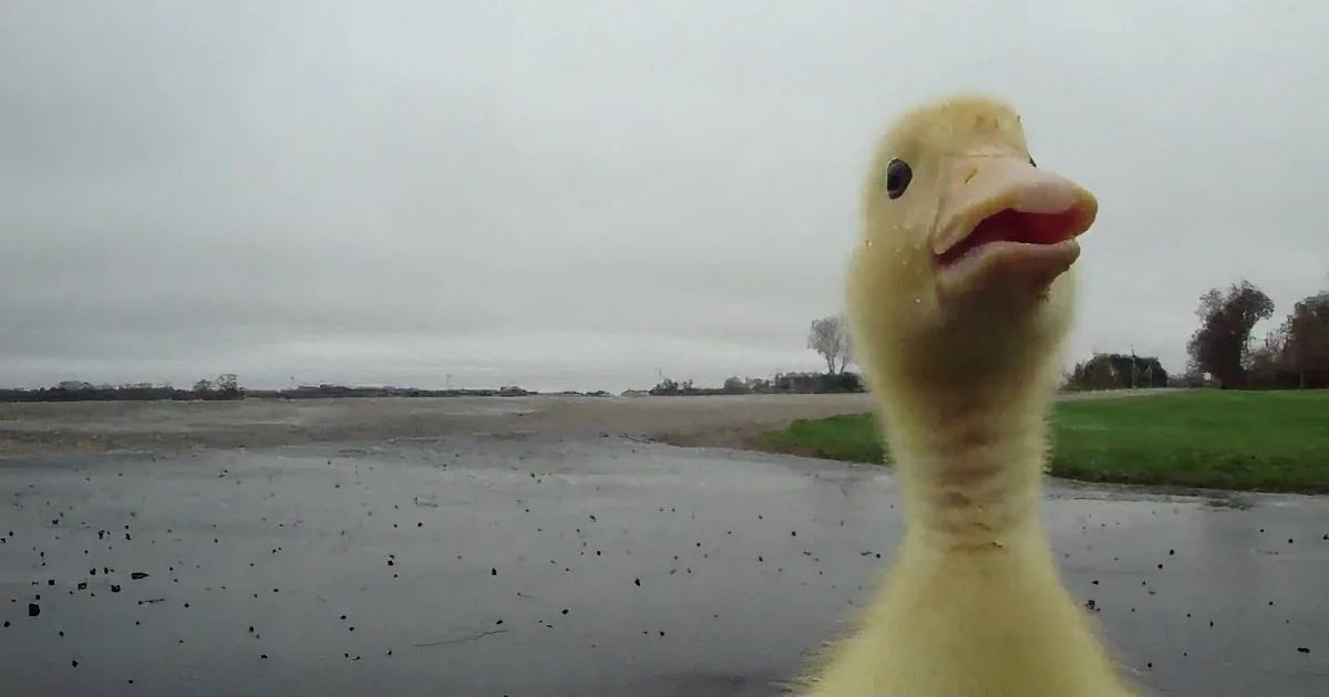 A curious yellow duckling with an open beak stands on a wet road, looking up.